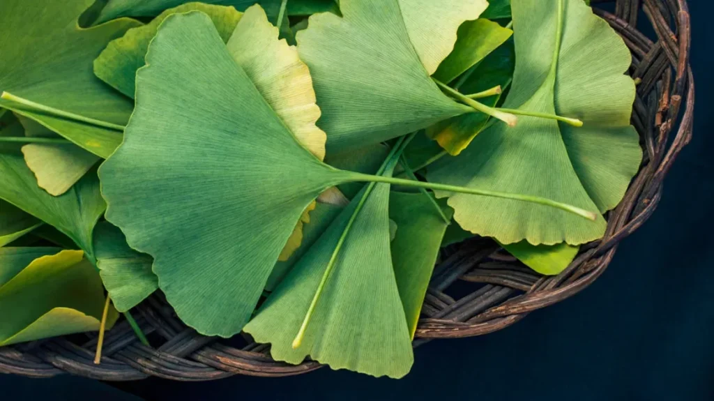 Ginkgo biloba: para que serve e seus benefícios